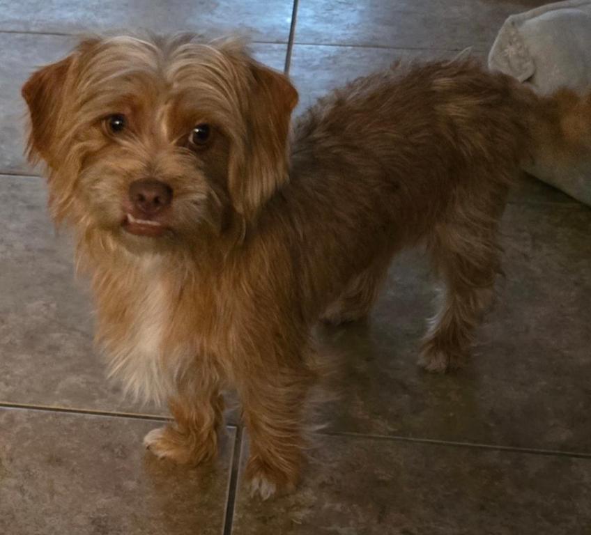 Samantha, Adoptable, Adult Female Yorkshire Terrier & Terrier.