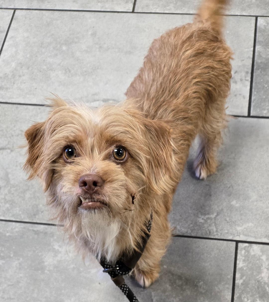 Enlarge Samantha, a Adoptable mixed breed in San Antonio, TX image 2/3