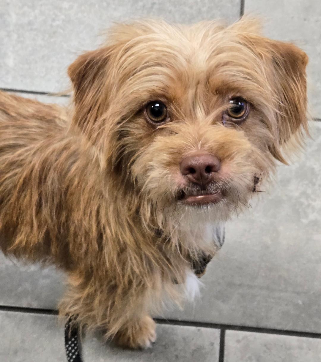 Enlarge Samantha, a Adoptable mixed breed in San Antonio, TX image 3/3