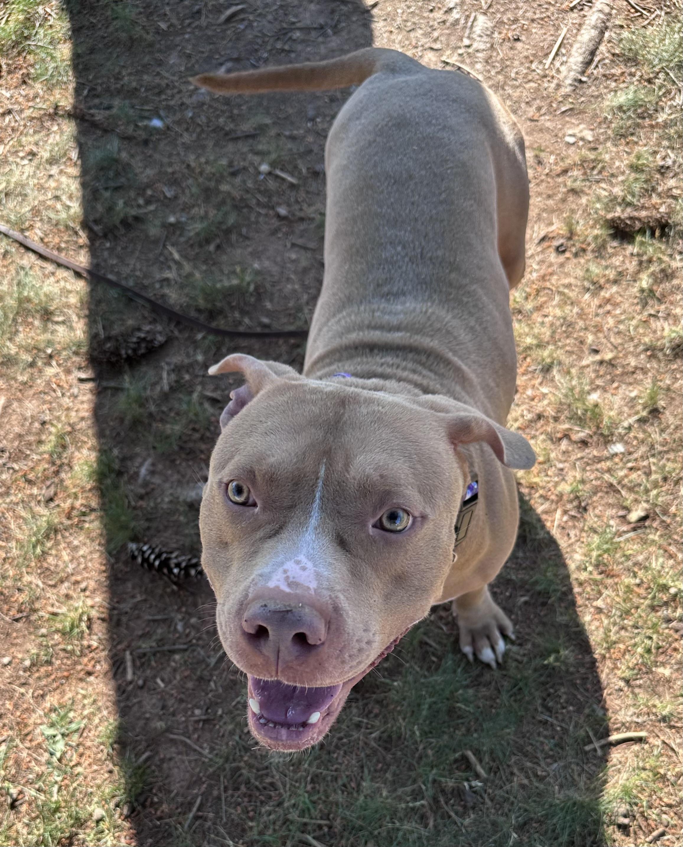 Enlarge Big Red, a ADOPTABLE Pit Bull Terrier in Somerset, NJ image 3/4