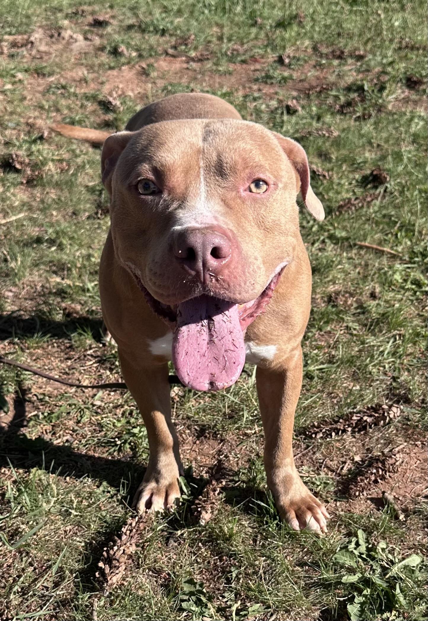 Enlarge Big Red, a ADOPTABLE Pit Bull Terrier in Somerset, NJ image 4/4