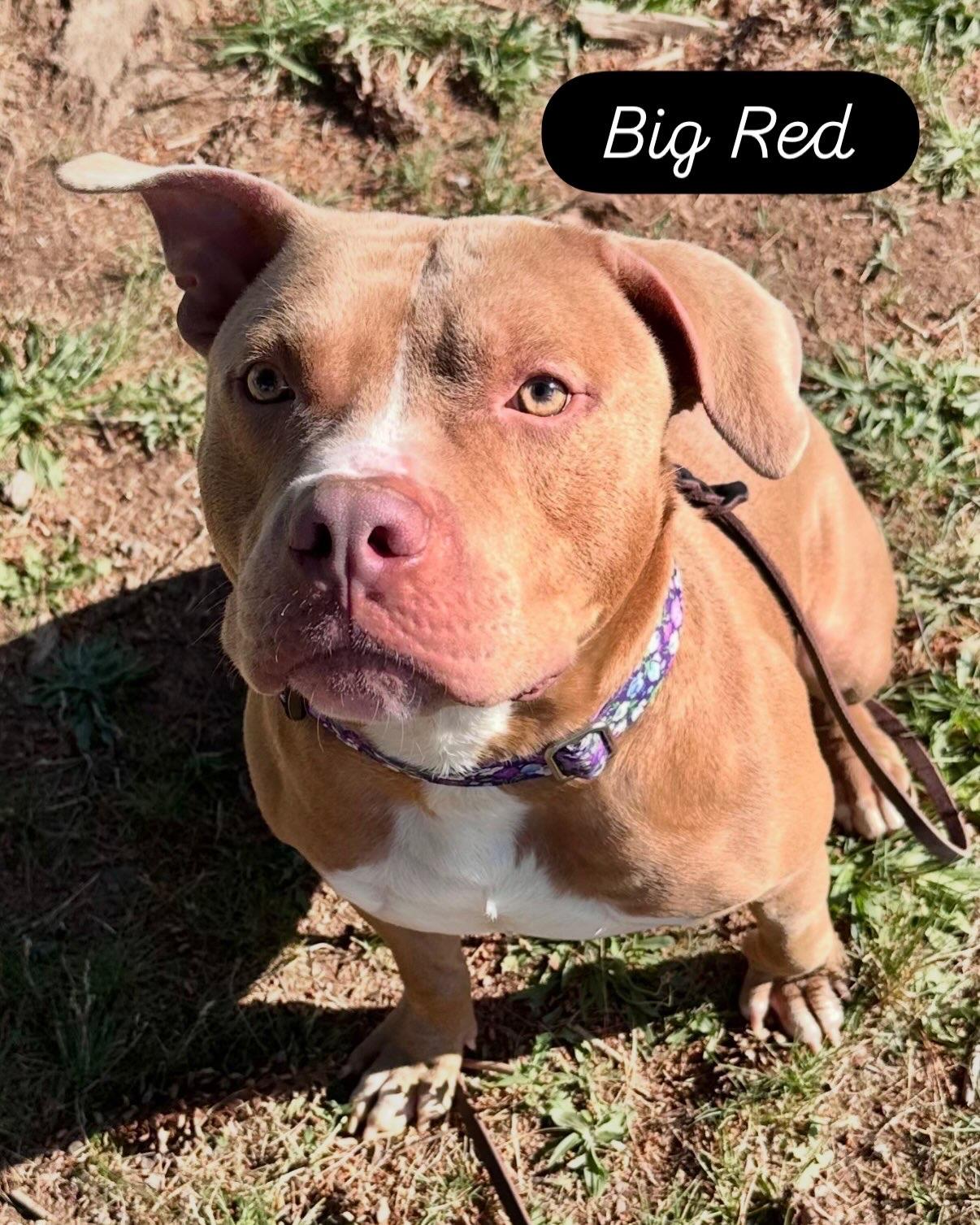 Big Red, ADOPTABLE, Adult Male Pit Bull Terrier.