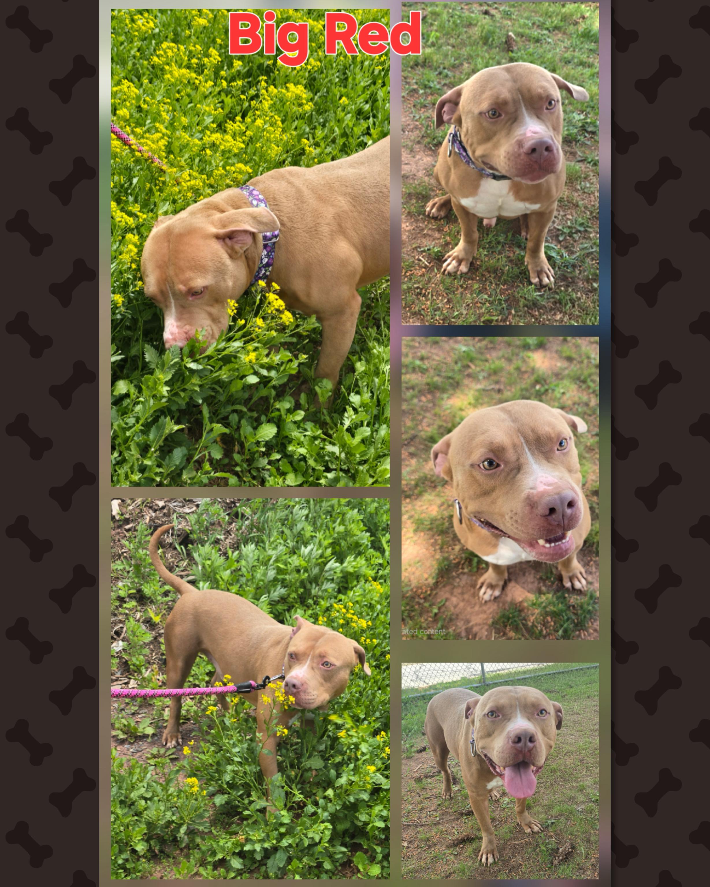 Enlarge Big Red, a ADOPTABLE Pit Bull Terrier in Somerset, NJ image 2/4