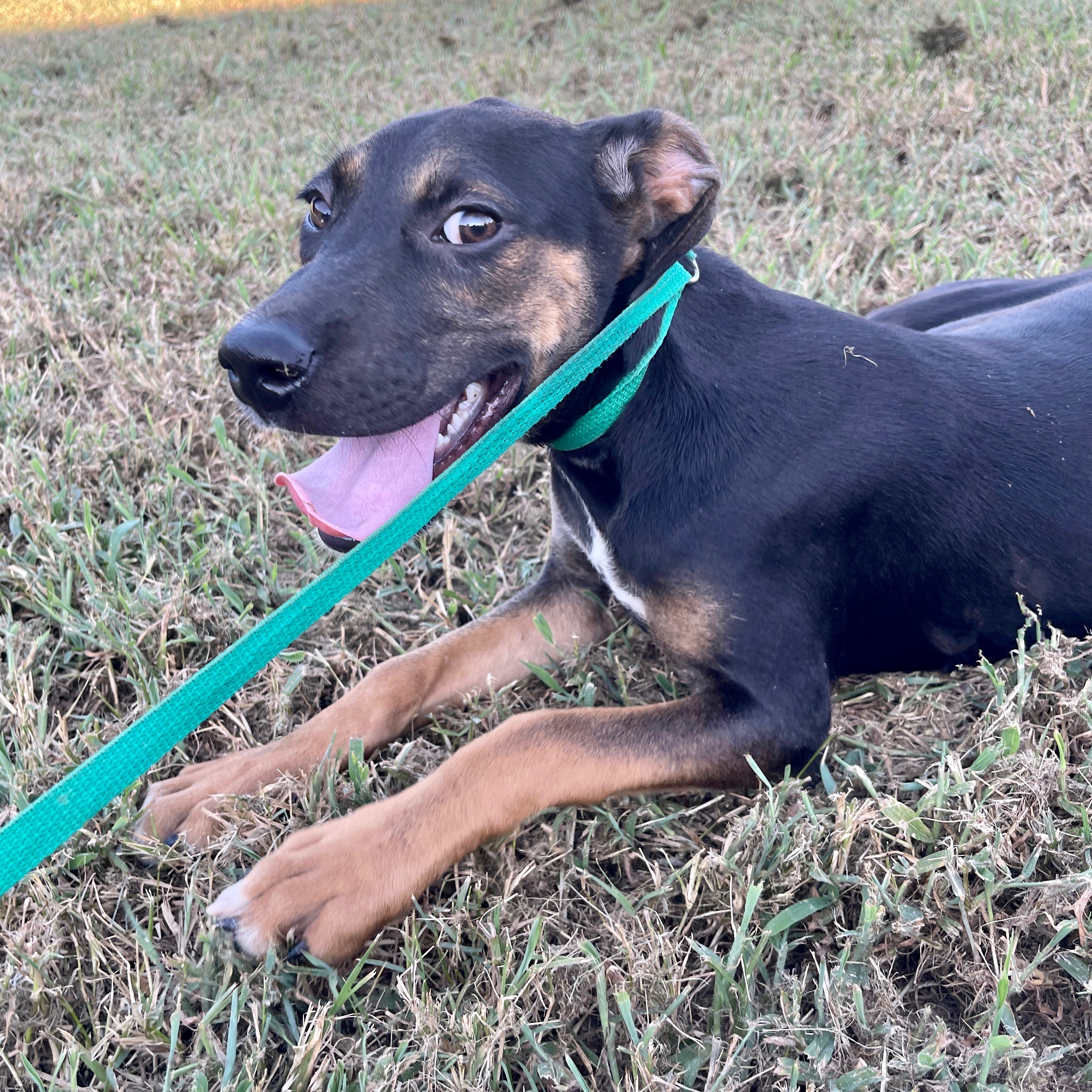 Push Pop, a Adoptable mixed breed in Sharon, VT image 6/8