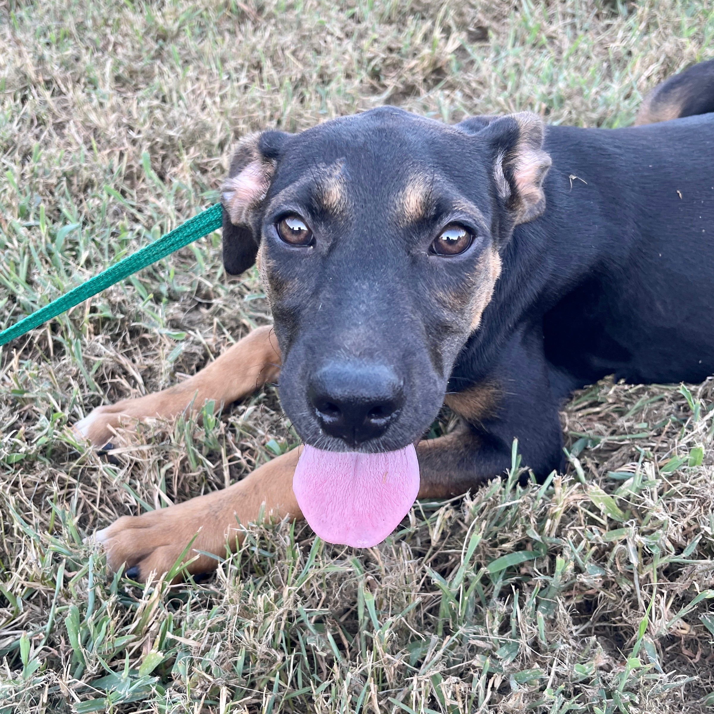 Push Pop, a Adoptable mixed breed in Sharon, VT image 3/8