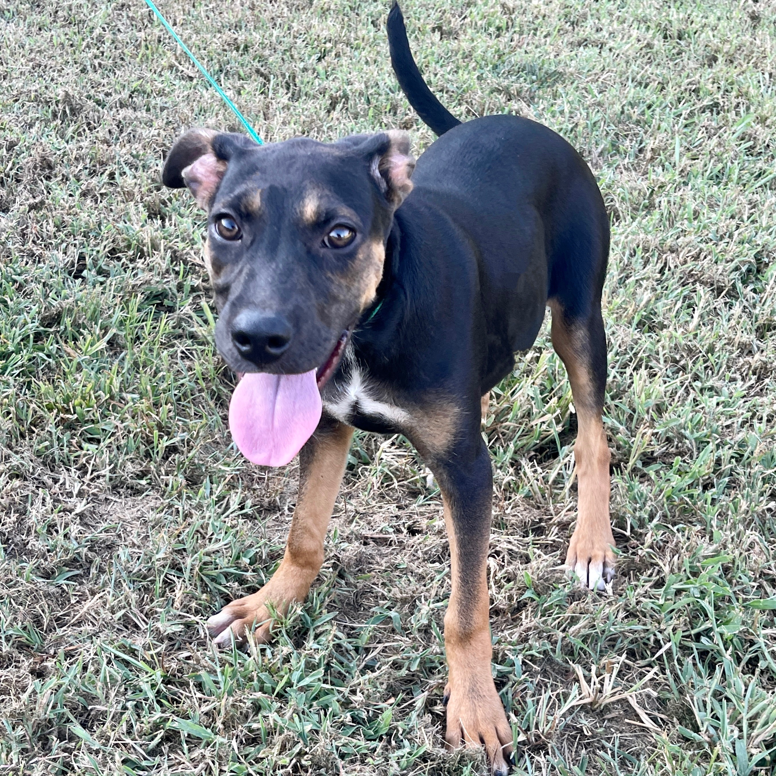 Push Pop, a Adoptable mixed breed in Sharon, VT image 1/8