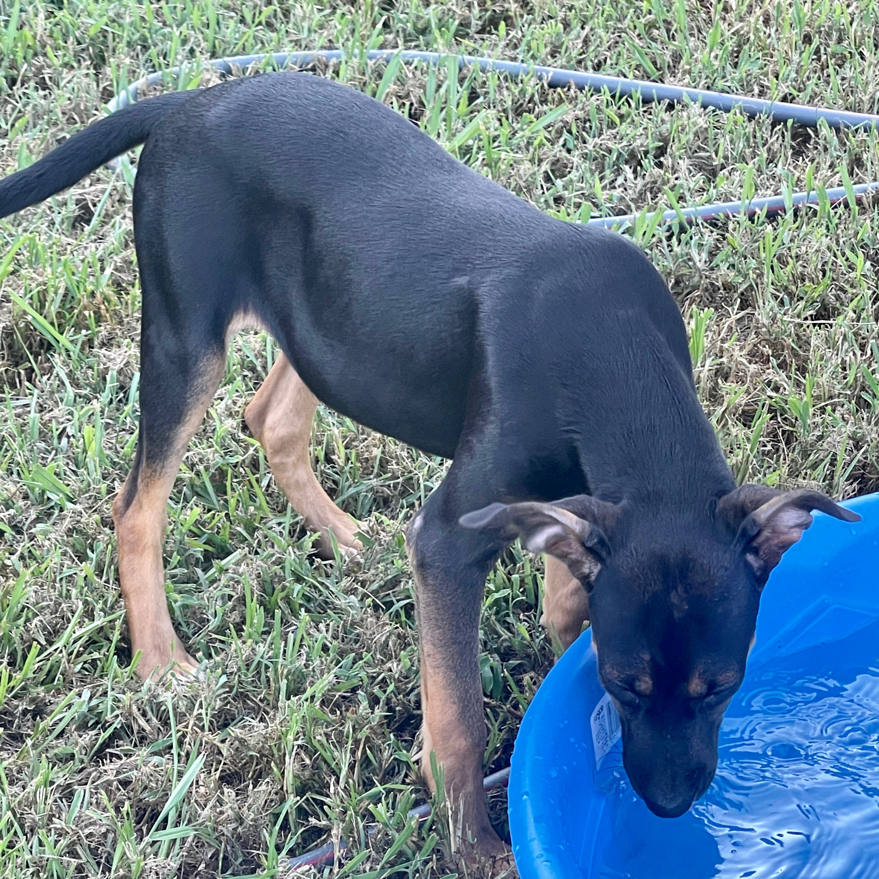 Push Pop thumbnail 7