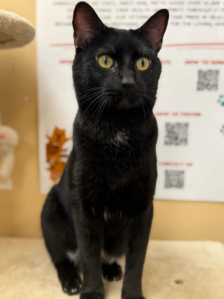 Cupid, Adoptable, Young Male Domestic Short Hair.