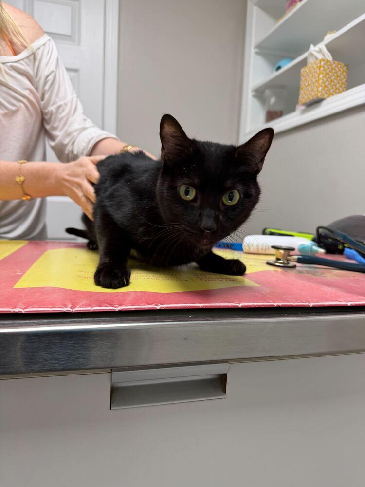 Enlarge Cupid, a Adoptable Domestic Short Hair in Marietta, GA image 2/6