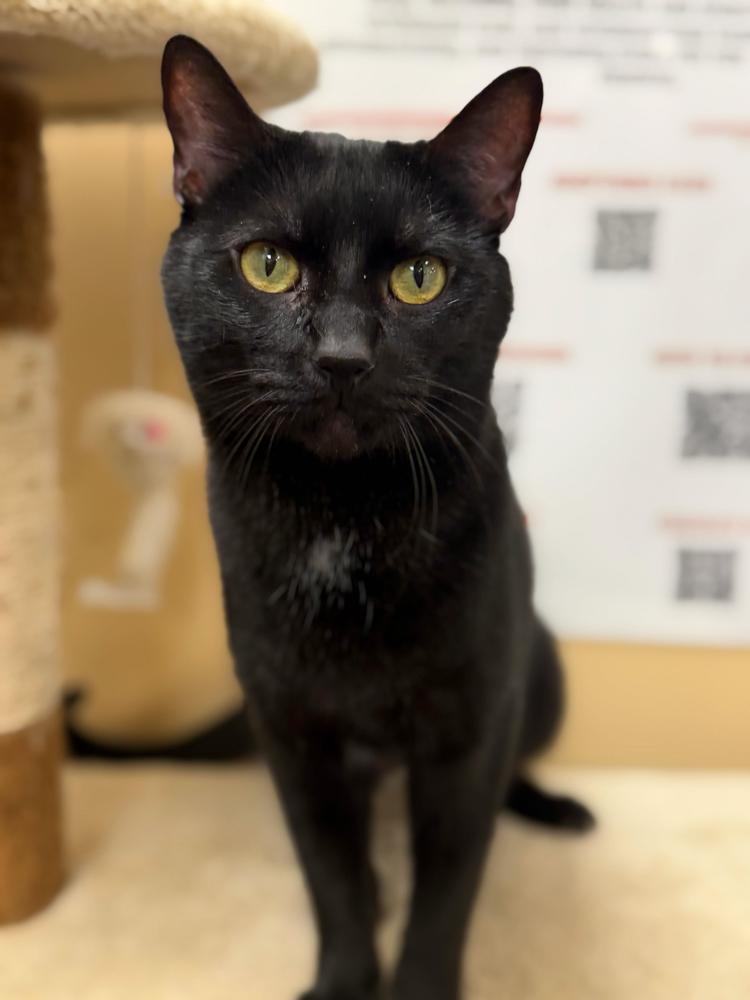 Enlarge Cupid, a Adoptable Domestic Short Hair in Marietta, GA image 3/6