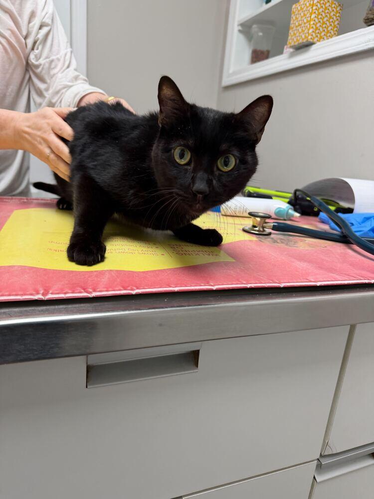 Enlarge Cupid, a Adoptable Domestic Short Hair in Marietta, GA image 4/6