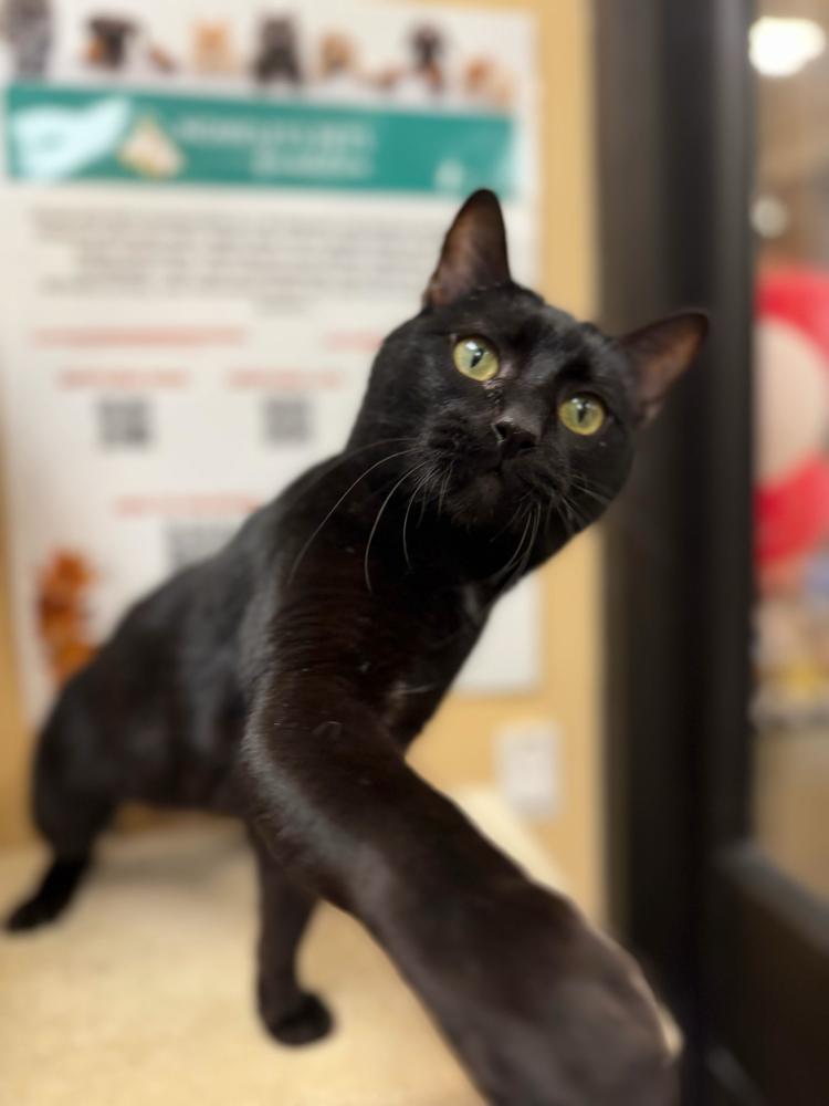 Enlarge Cupid, a Adoptable Domestic Short Hair in Marietta, GA image 5/6