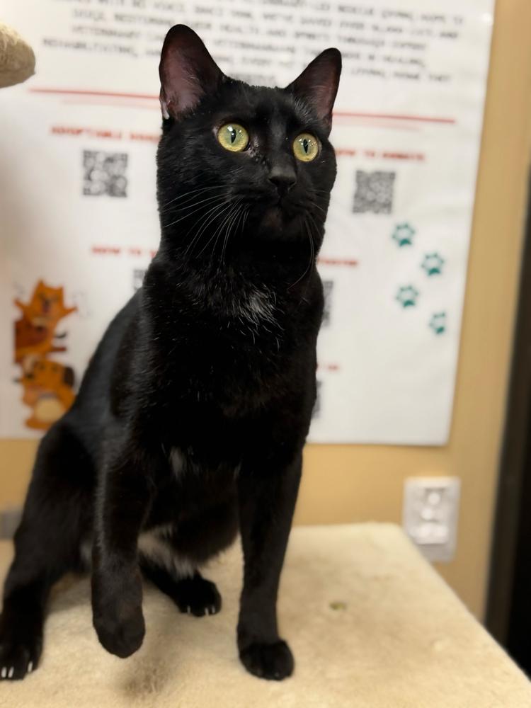 Enlarge Cupid, a Adoptable Domestic Short Hair in Marietta, GA image 6/6