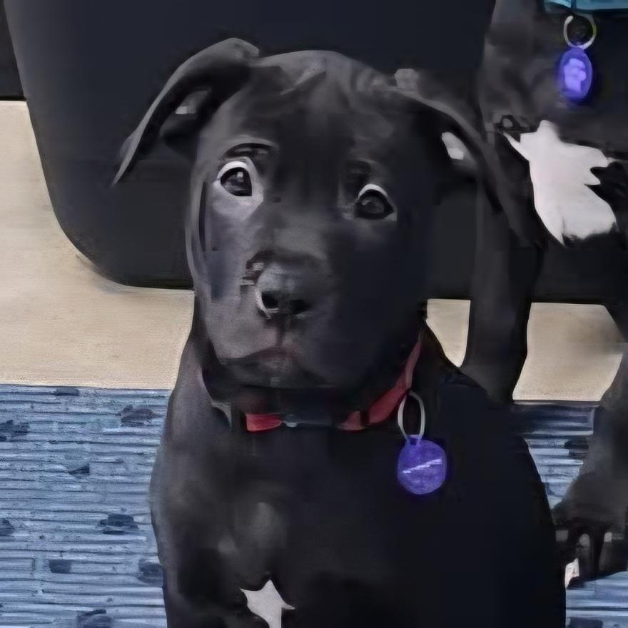 Alderaan, Adoptable, Puppy Female Labrador Retriever & Pit Bull Terrier.