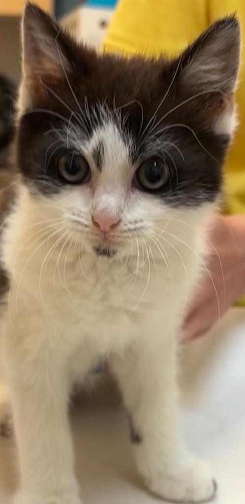 MEADOW, Adoptable, Kitten Female Domestic Short Hair.
