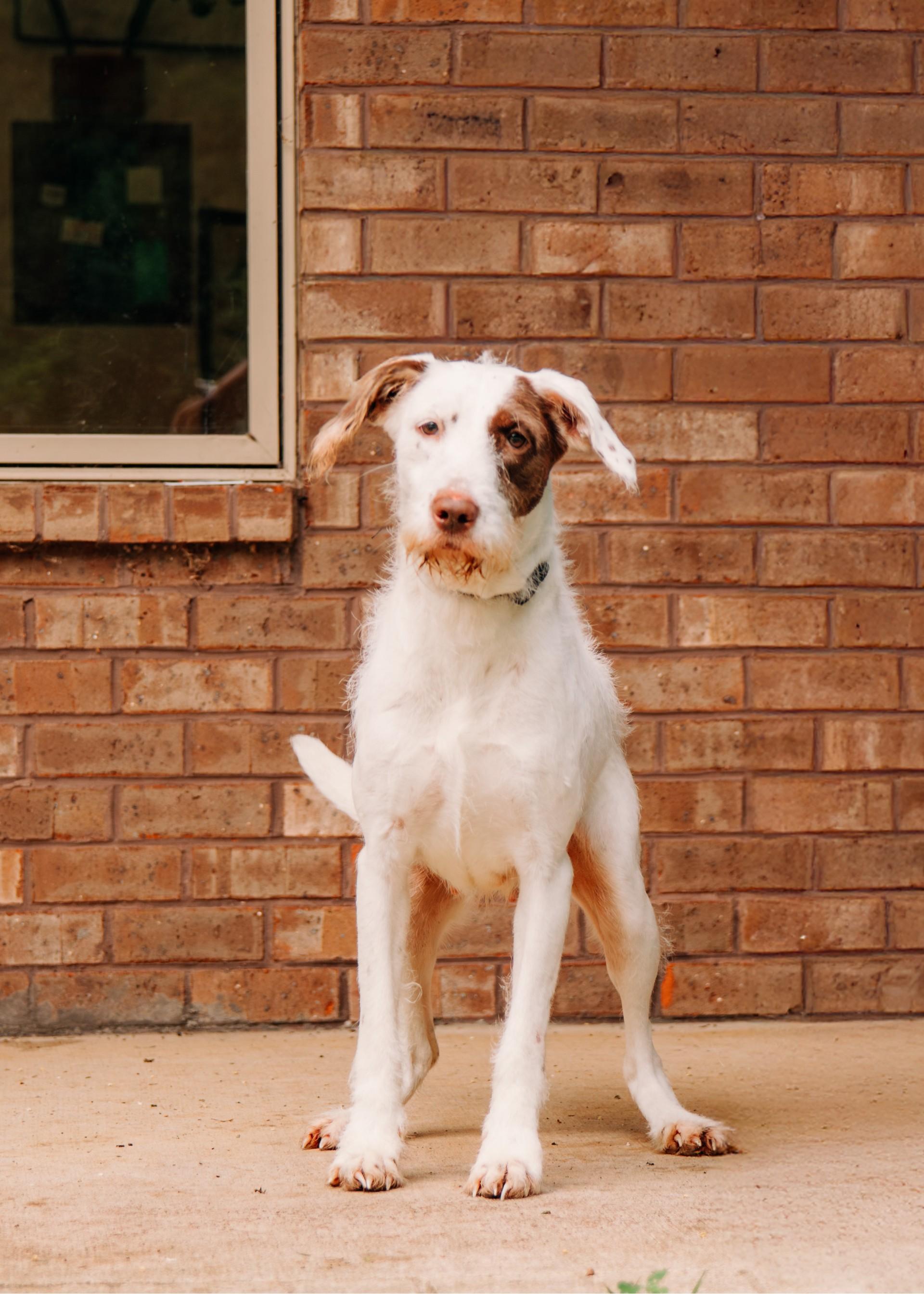 Cosette, ADOPTABLE, Young Female Terrier.