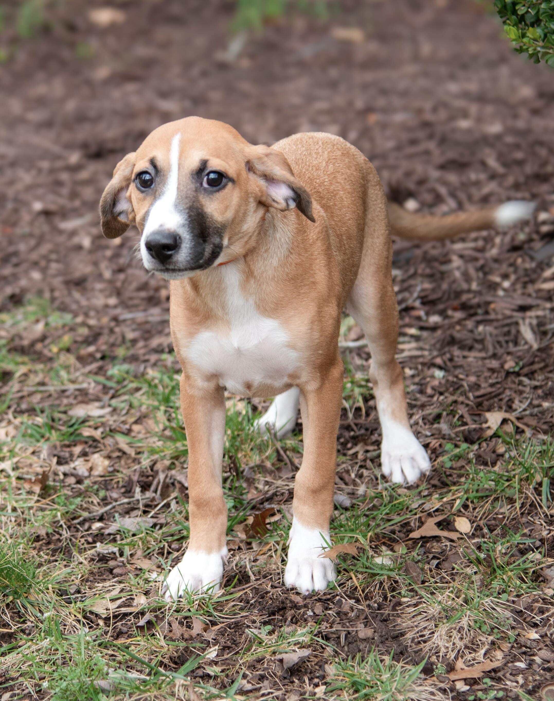 Enlarge Delaney, an adopted mixed breed in Ashland, VA image 2/6