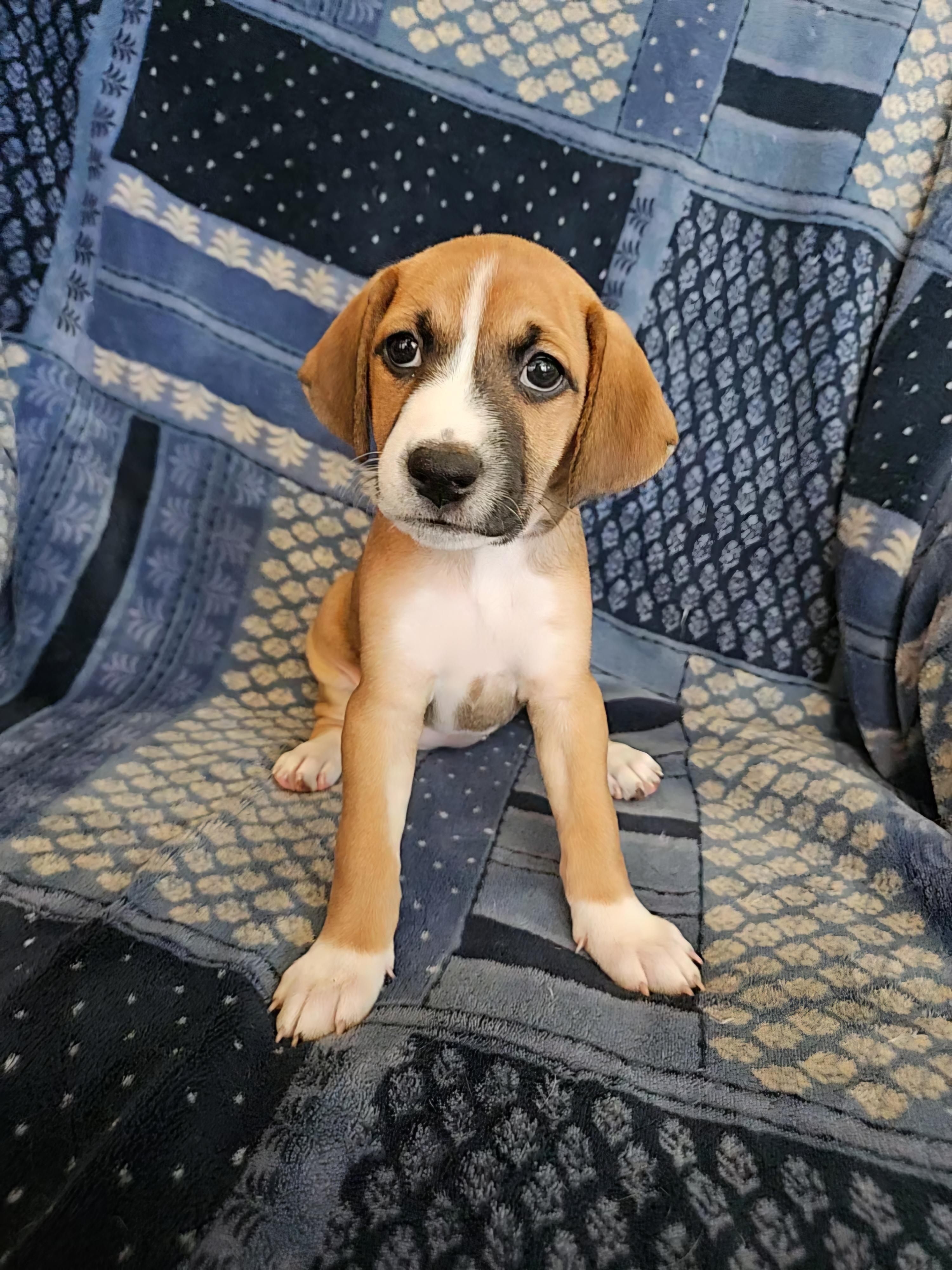 Enlarge Delaney, an adopted mixed breed in Ashland, VA image 4/6