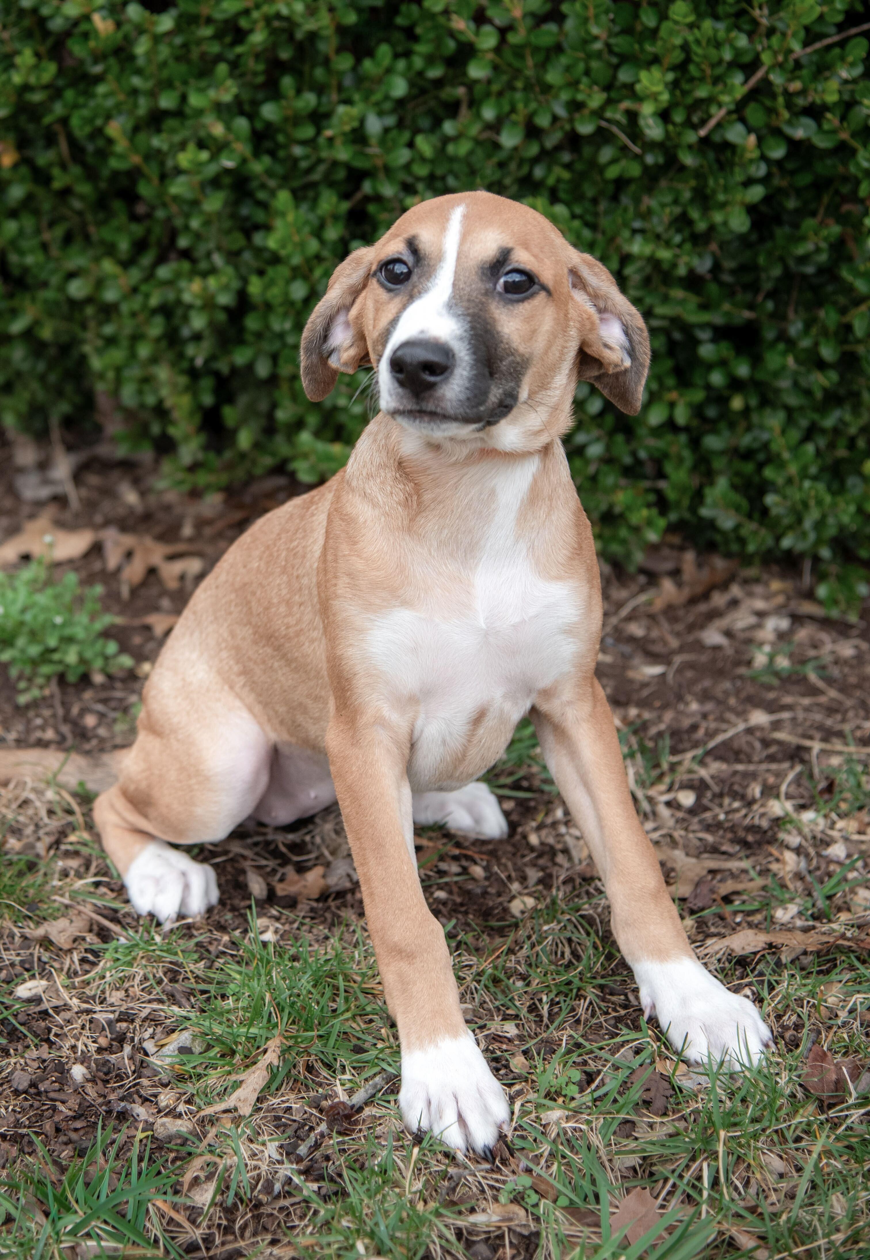 Enlarge Delaney, an adopted mixed breed in Ashland, VA image 5/6
