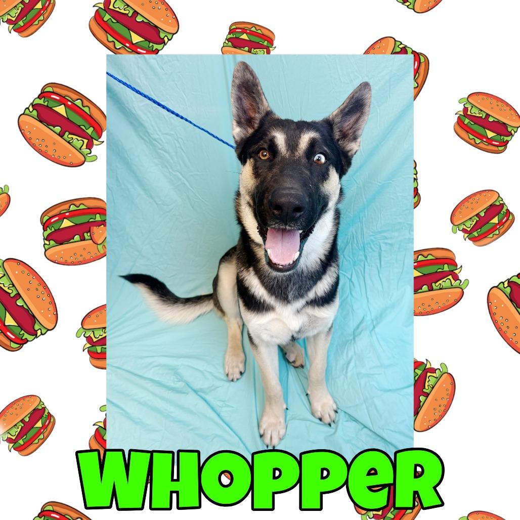 Enlarge Whopper, a Adoptable mixed breed in Royse City, TX image 1/1