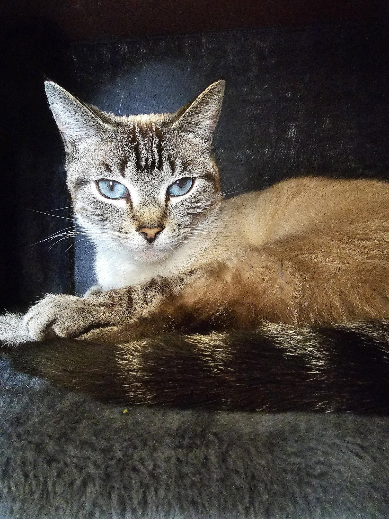 Munchies, Adopted, Adult Female Domestic Short Hair & Tabby.