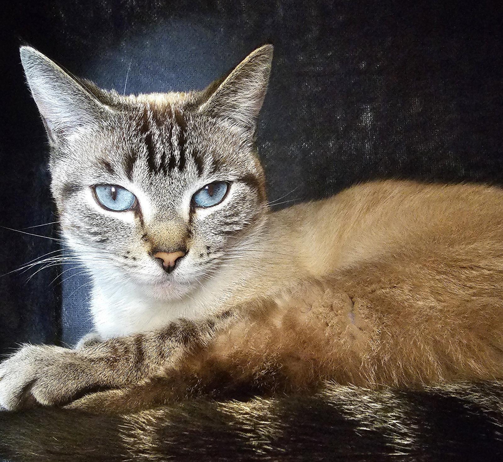 Munchies, a Adopted mixed breed in San Jose, CA image 3/3