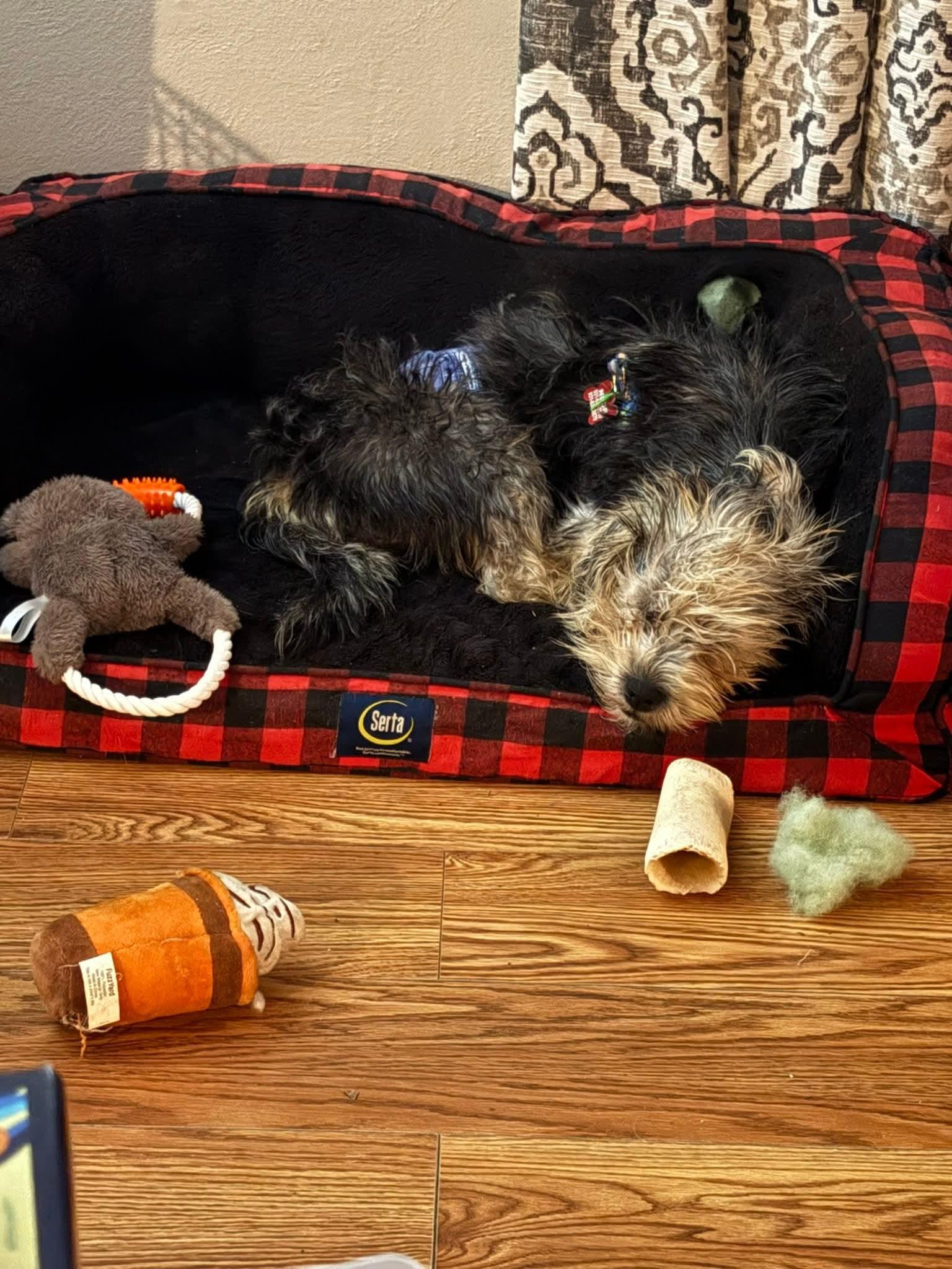 Enlarge Bo, a ADOPTABLE Terrier in Shelbyville, TN image 3/3