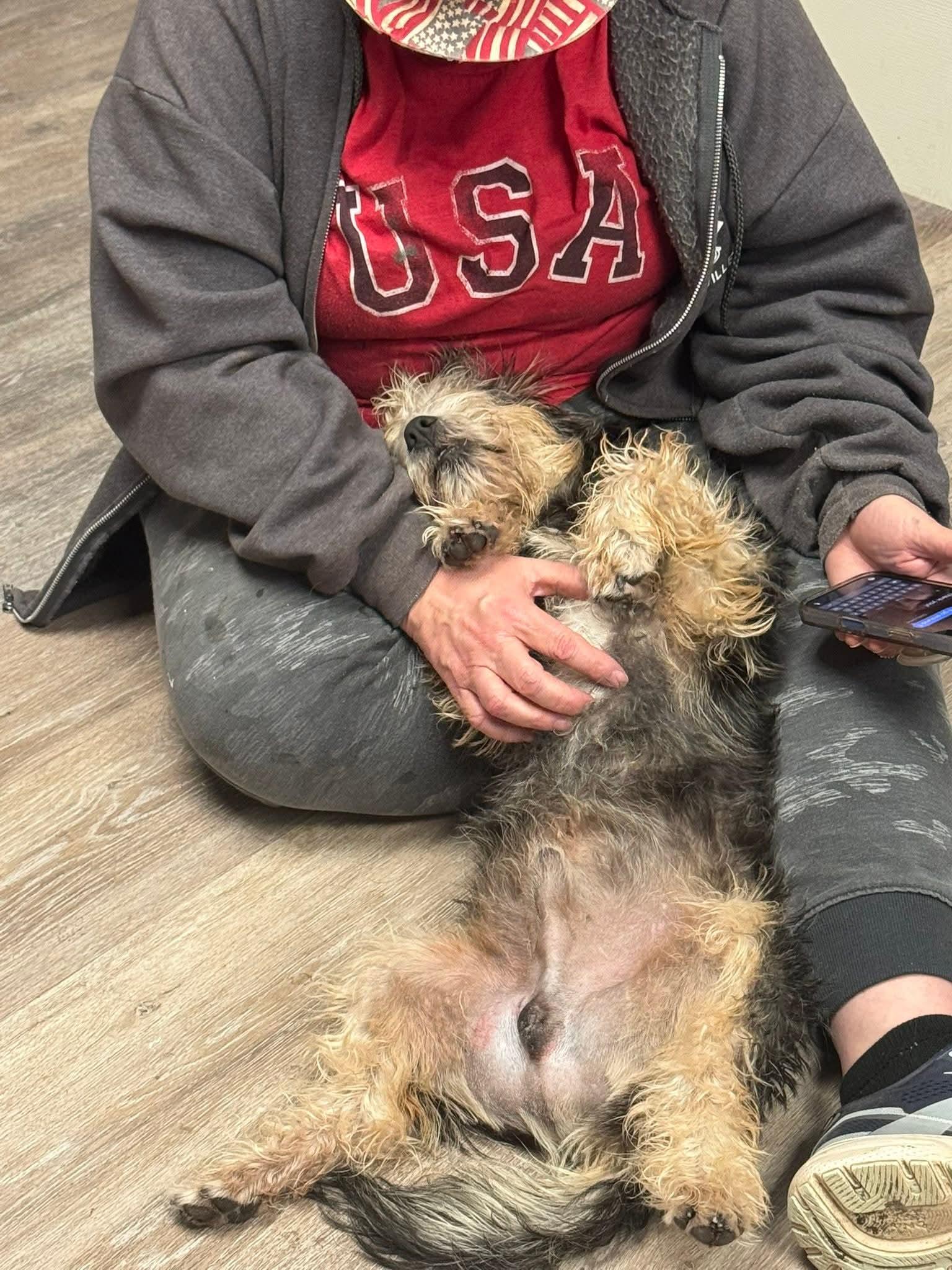 Enlarge Bo, a ADOPTABLE Terrier in Shelbyville, TN image 2/3