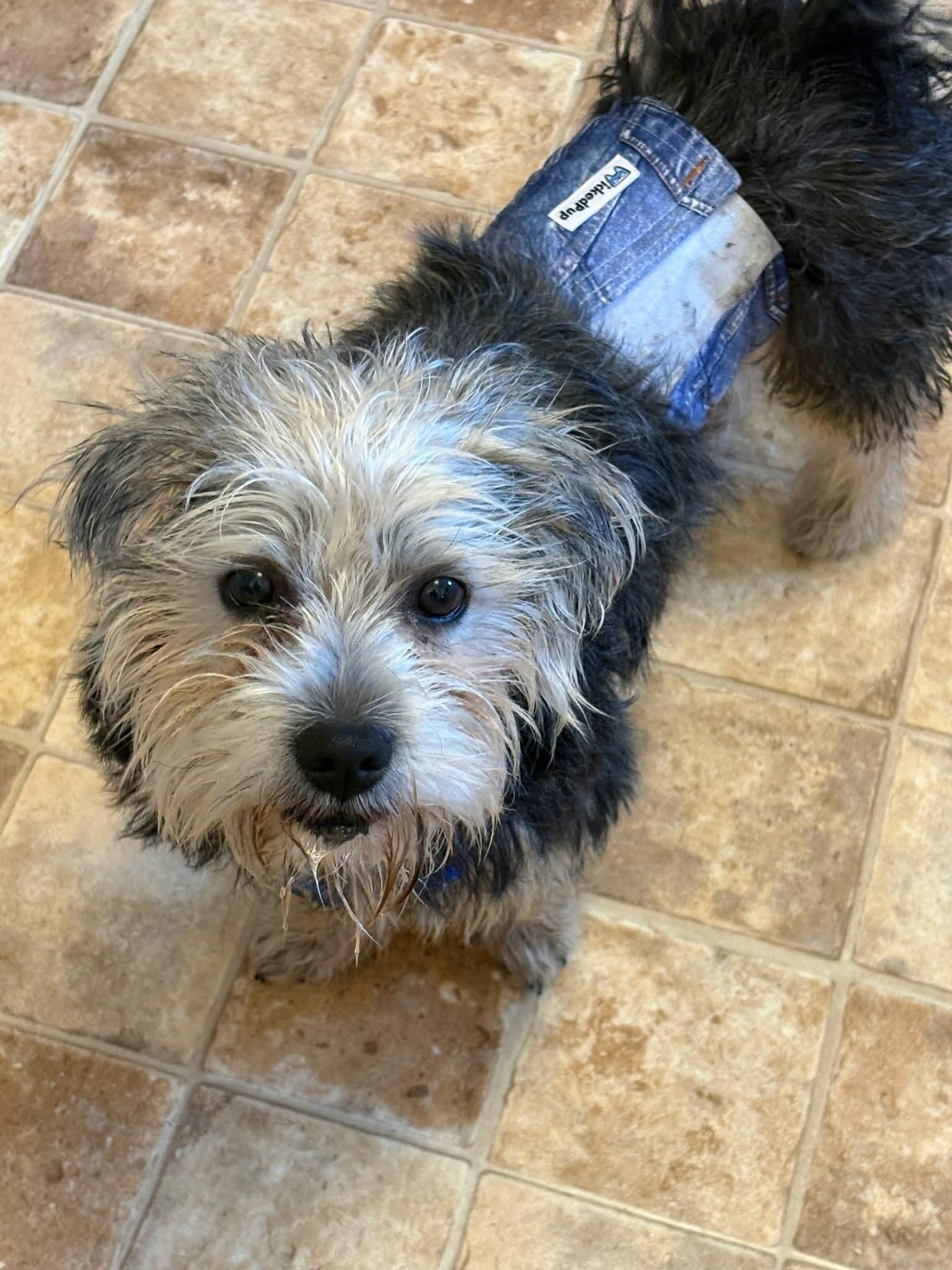 Bo, ADOPTABLE, Young Male Terrier.