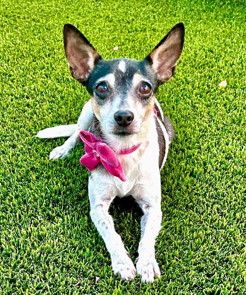 Nocturne, Adoptable, Adult Female Fox Terrier & Mixed Breed.