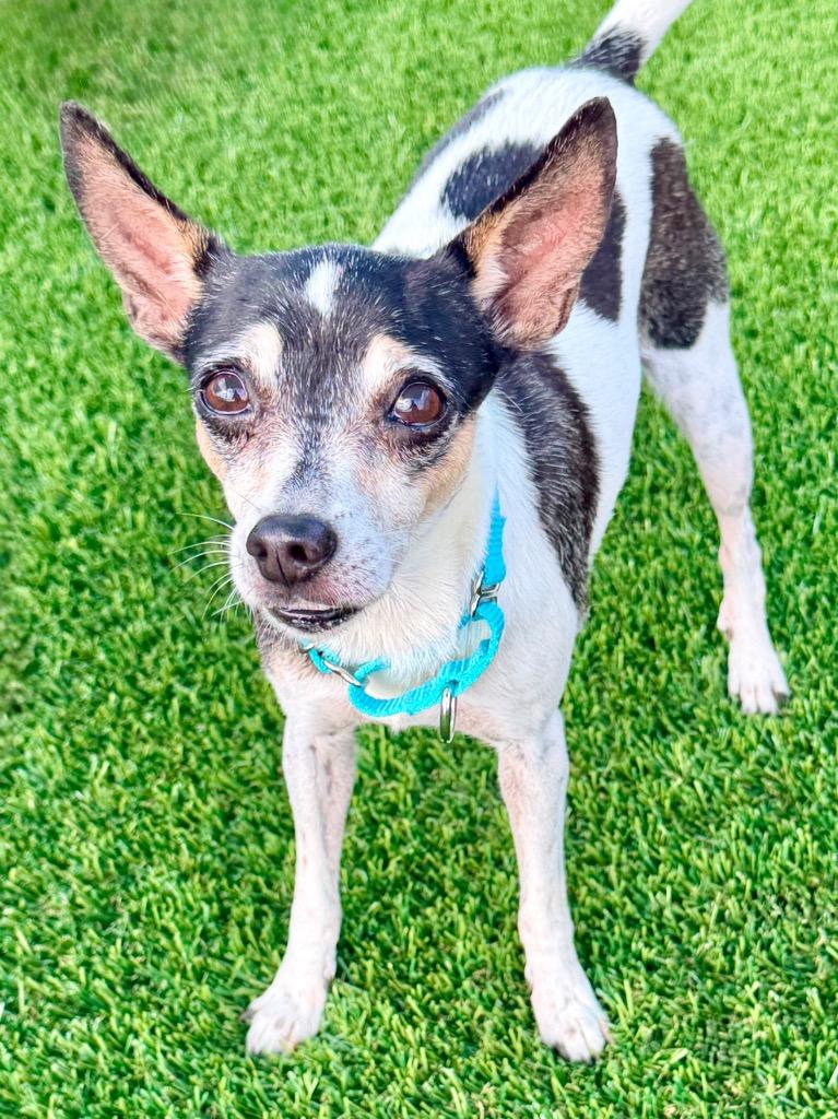 Enlarge Nocturne, a Adoptable mixed breed in Cape Coral, FL image 2/3