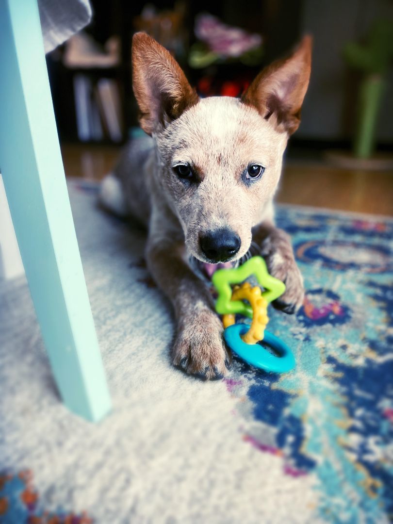 Dexter, a Adoptable Carolina Dog in Lakeville, MN image 2/5