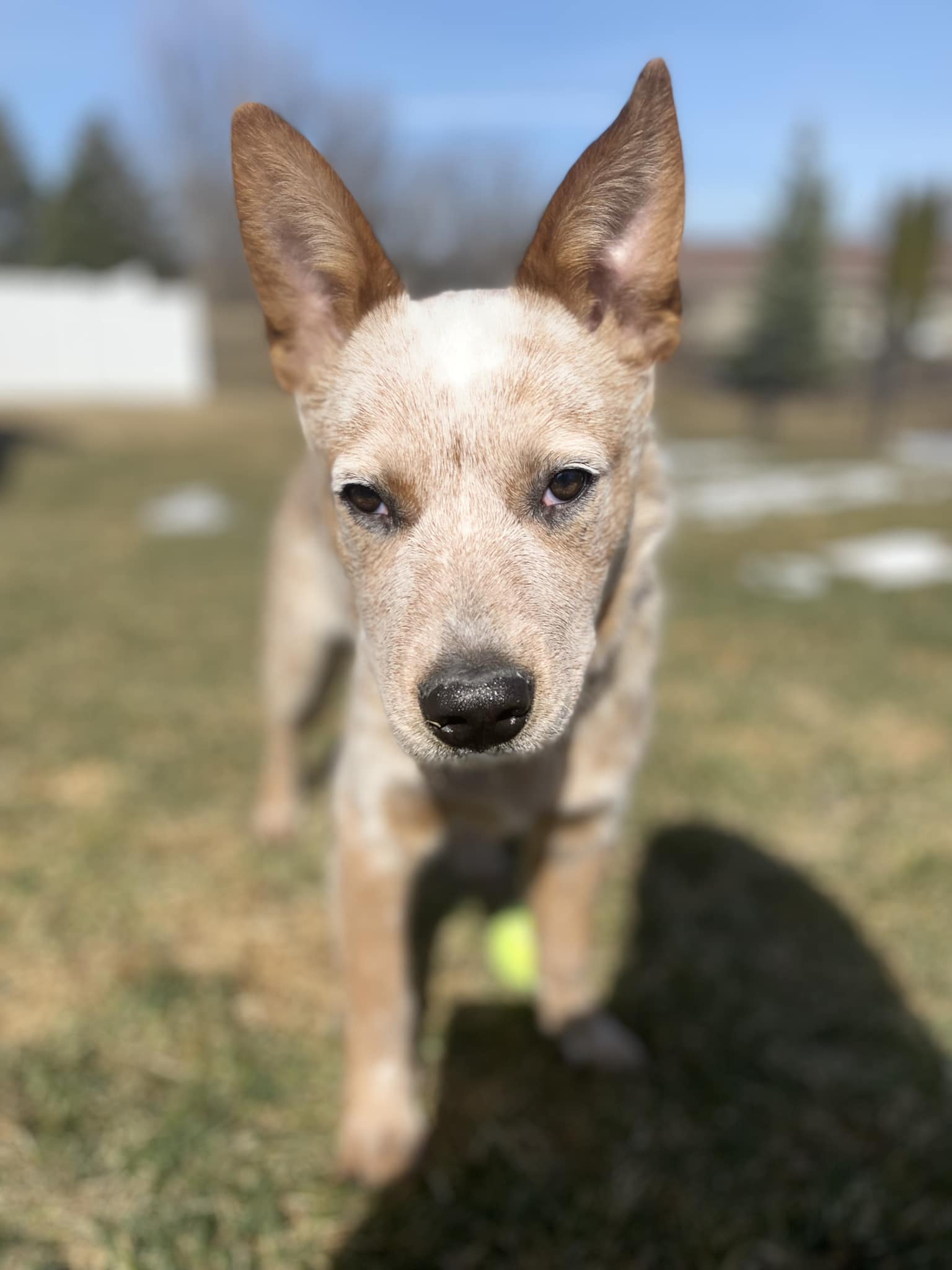 Dexter, a Adoptable Carolina Dog in Lakeville, MN image 5/5