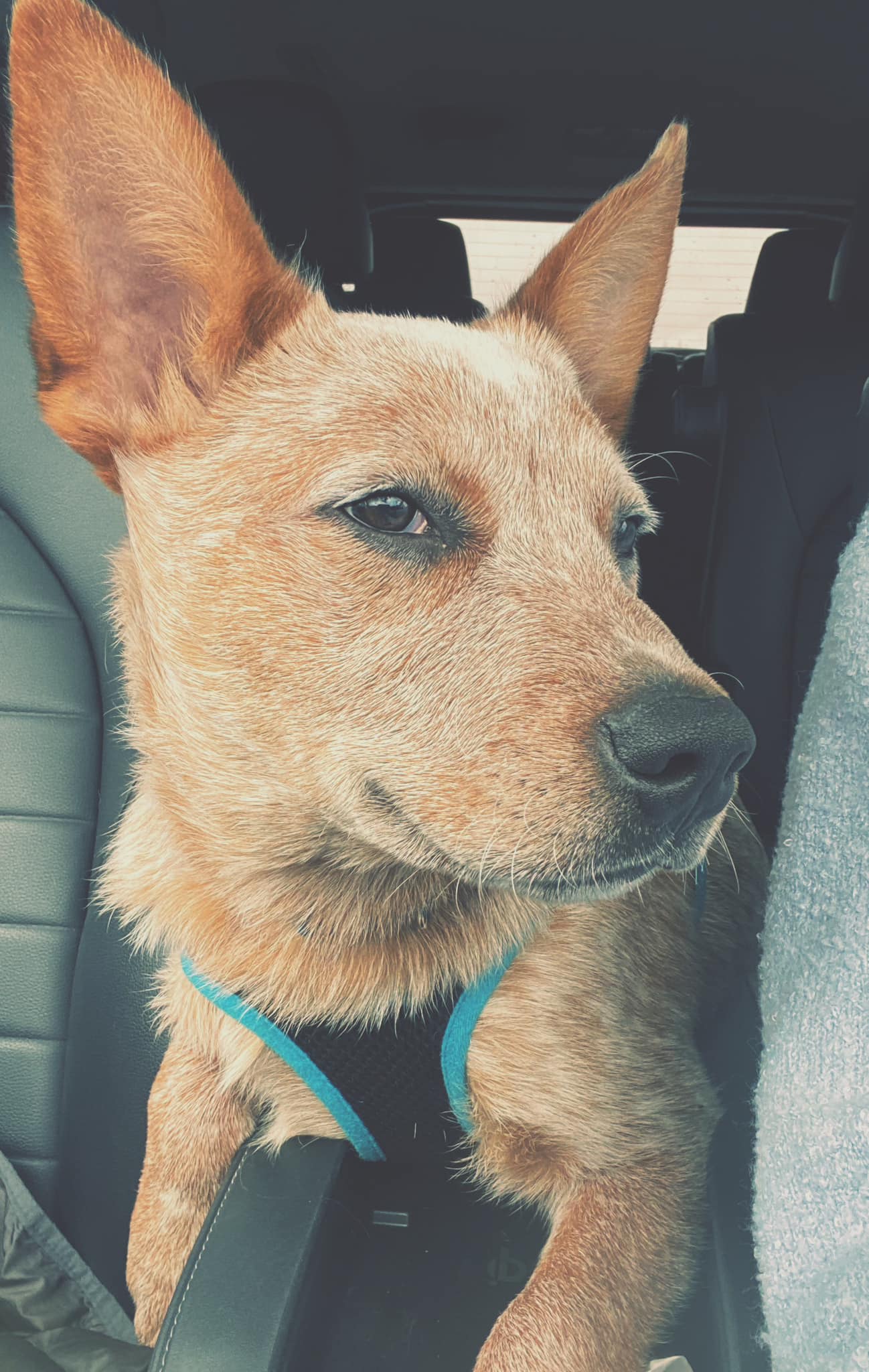 Dexter, a Adoptable Carolina Dog in Lakeville, MN image 4/5