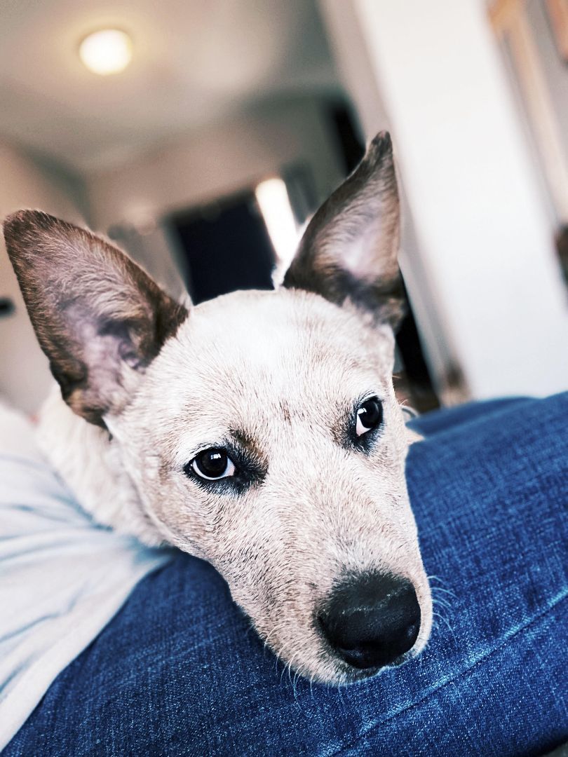 Dexter, a Adoptable Carolina Dog in Lakeville, MN image 3/5