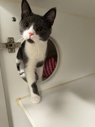 Enlarge Louie, a Adoptable mixed breed in Traverse City, MI image 1/3