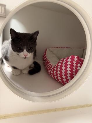 Enlarge Louie, a Adoptable mixed breed in Traverse City, MI image 2/3
