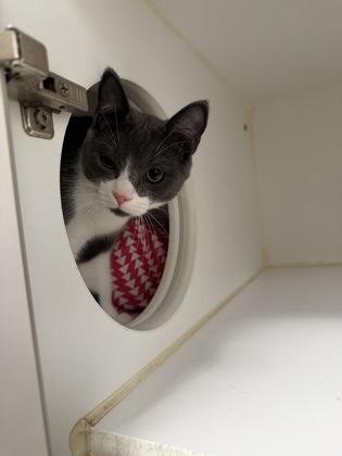 Enlarge Louie, a Adoptable mixed breed in Traverse City, MI image 3/3