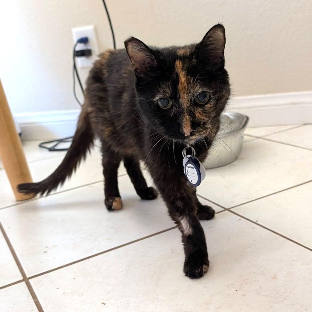Chloe, Adoptable, Senior Female American Shorthair.