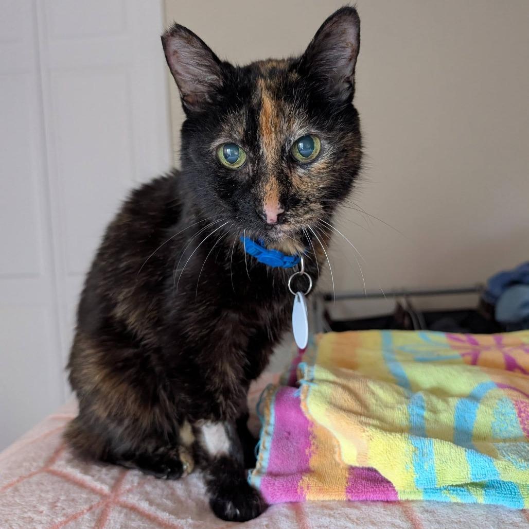Chloe, a Adoptable American Shorthair in Ramona, CA image 3/6