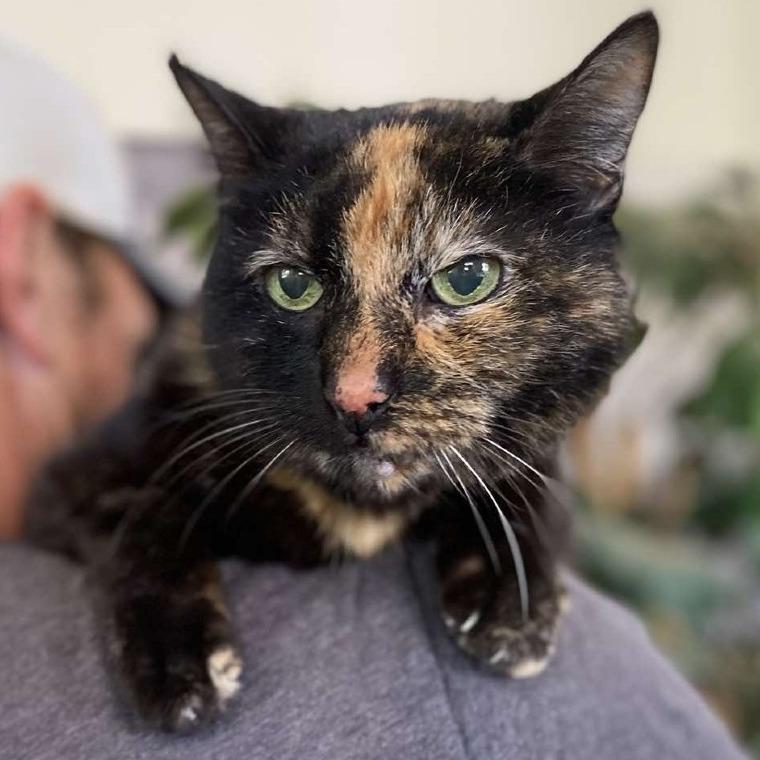 Chloe, a Adoptable American Shorthair in Ramona, CA image 4/6