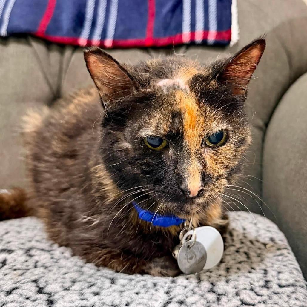 Chloe, a Adoptable American Shorthair in Ramona, CA image 5/6