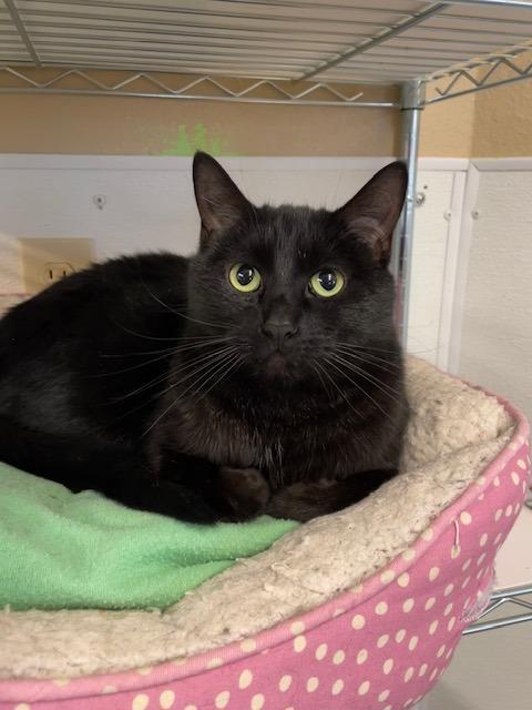 Enlarge Lillith (Lilly Bug), a Adoptable mixed breed in Hot Springs, SD image 1/1