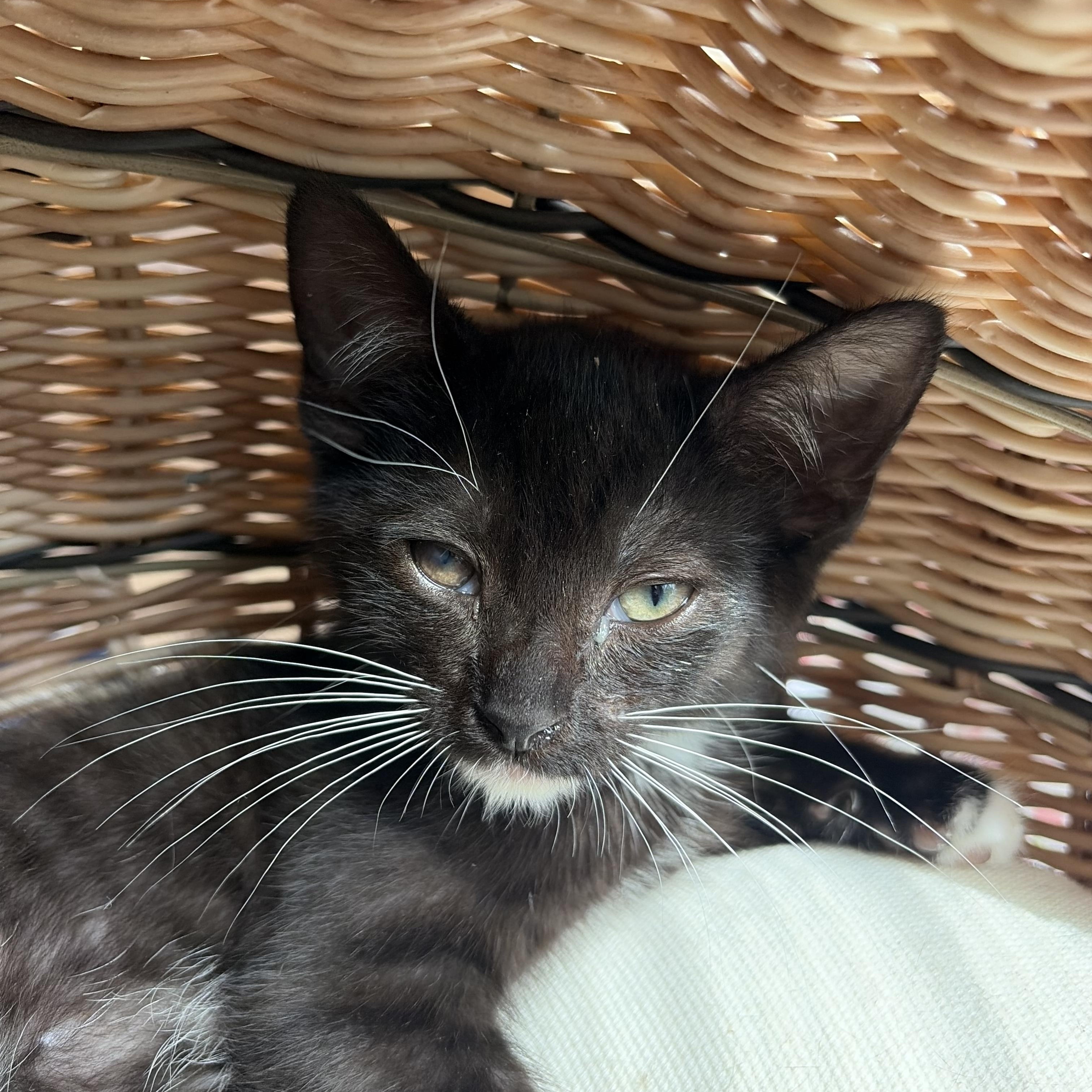 Pigeon, a Adoptable Tuxedo in Columbus, OH image 3/5
