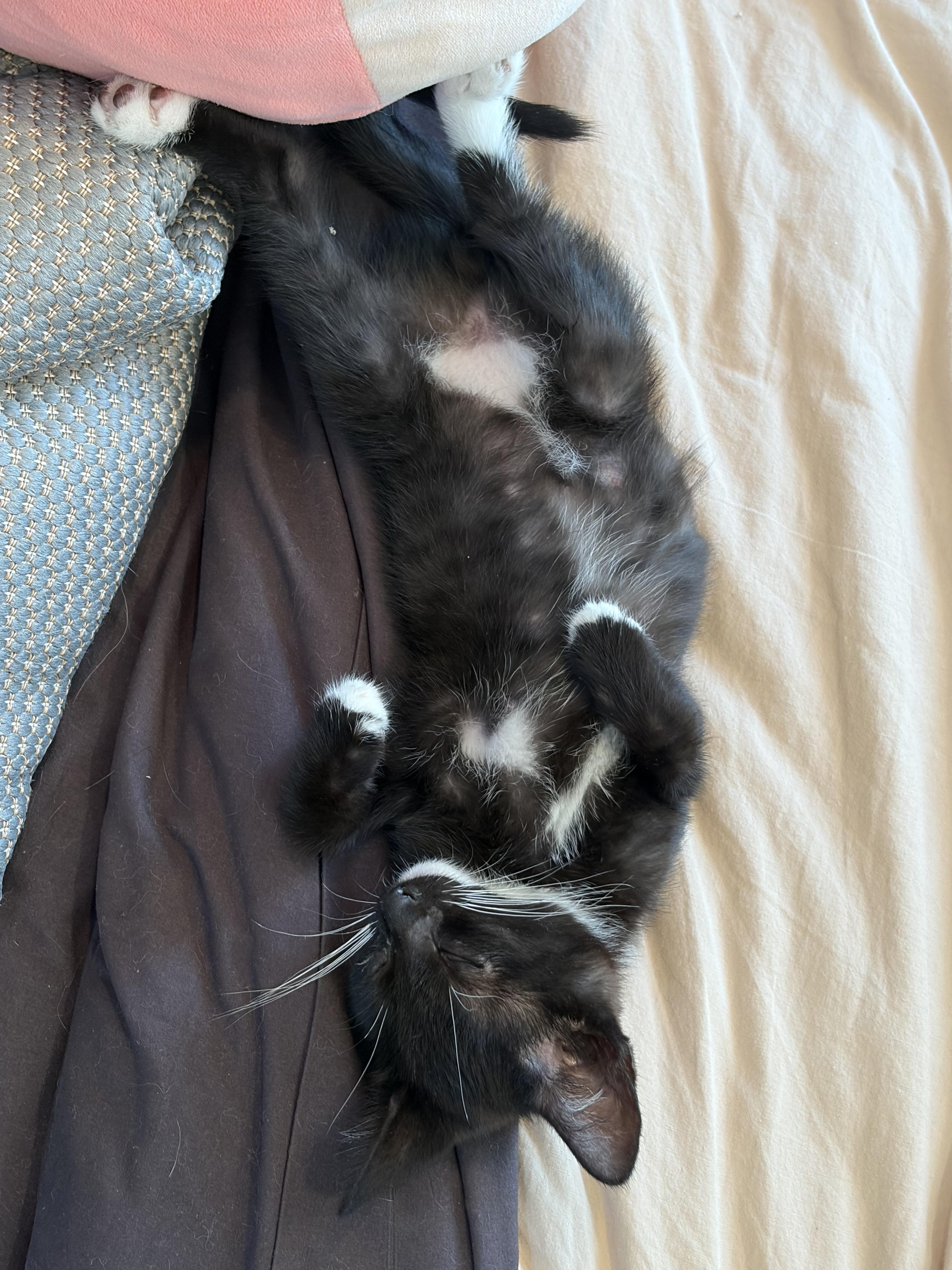 Pigeon, a Adoptable Tuxedo in Columbus, OH image 2/5
