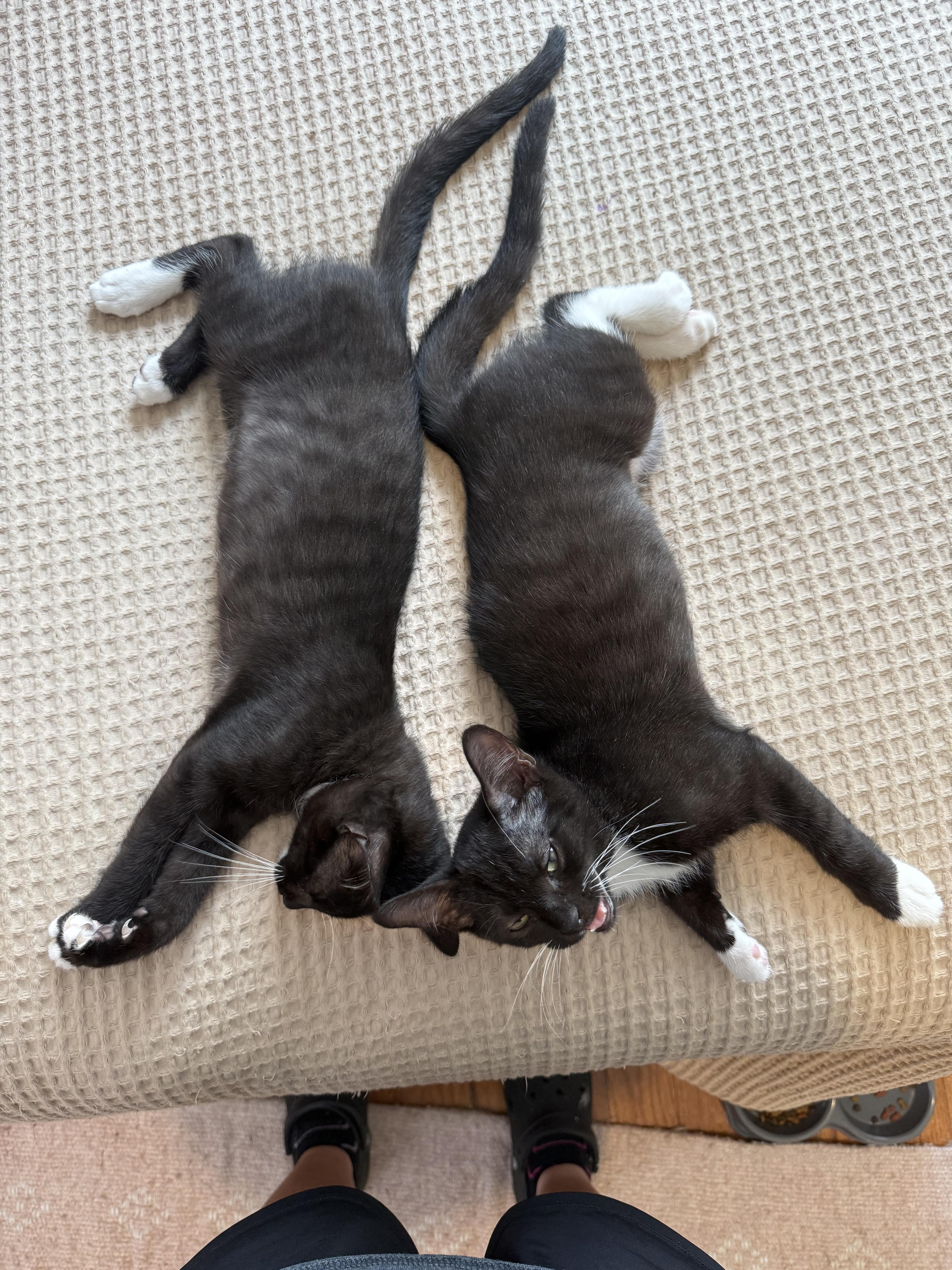 Pigeon, a Adoptable Tuxedo in Columbus, OH image 4/5