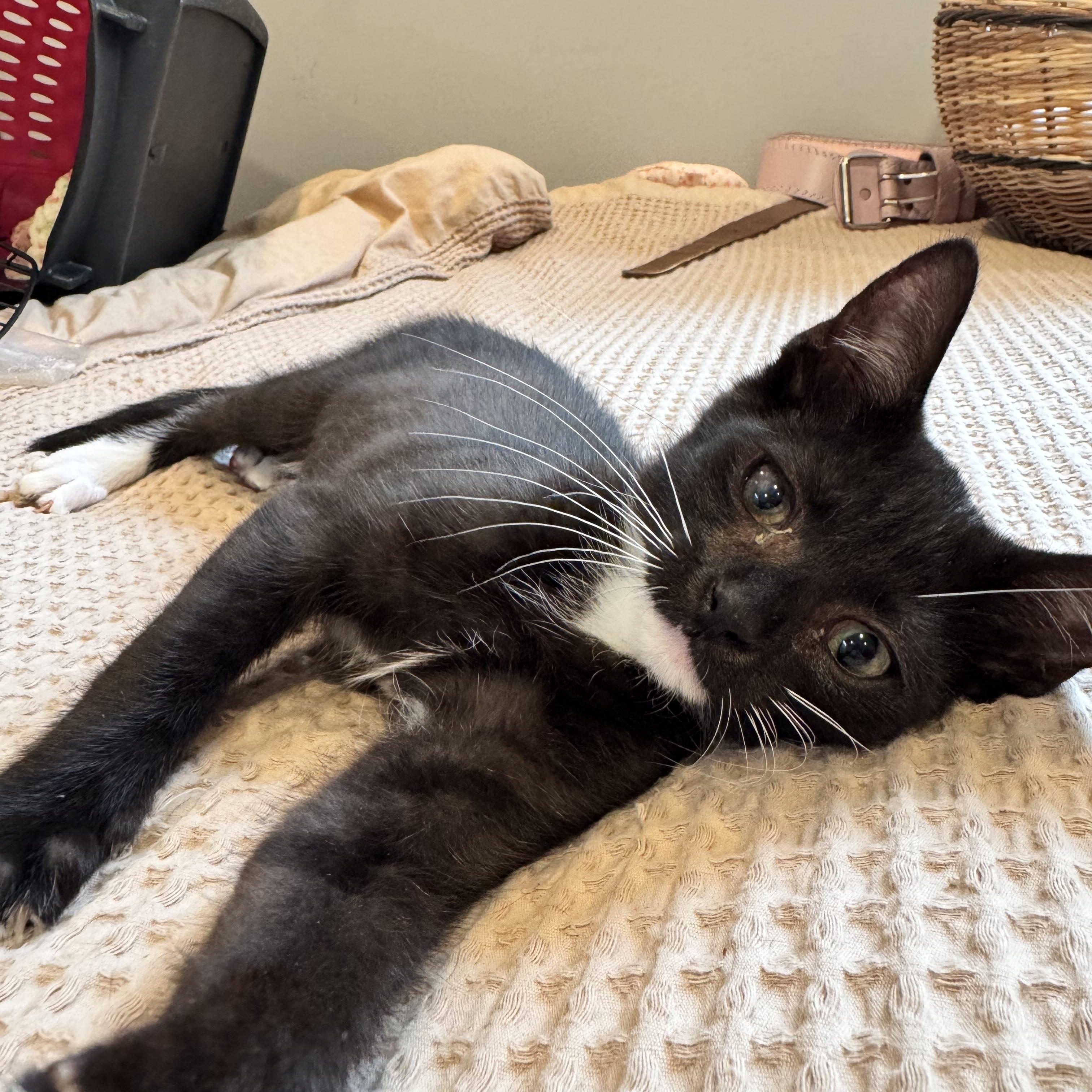 Enlarge Pigeon, a Adoptable Tuxedo in Columbus, OH image 1/5