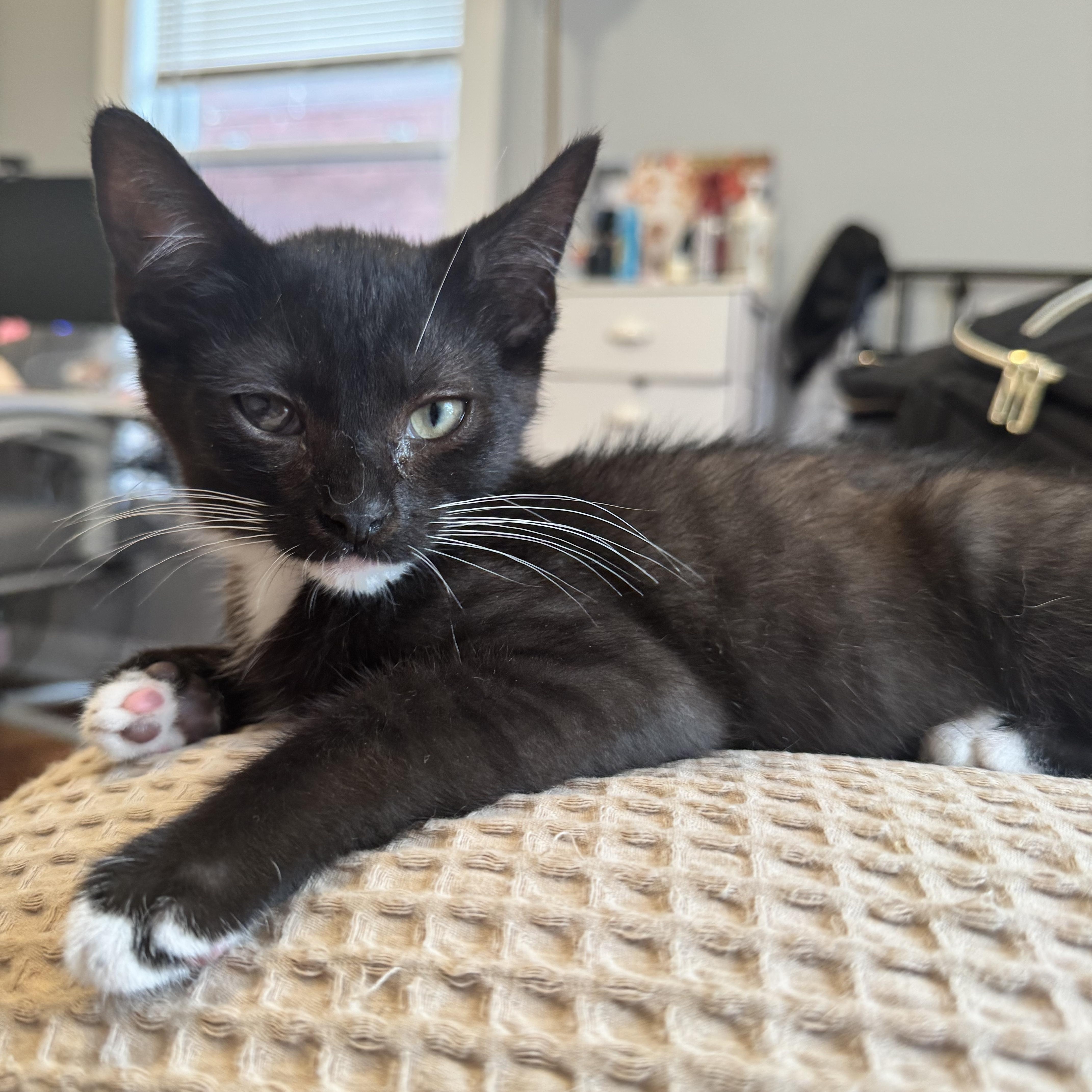Pigeon, Adoptable, Kitten Male Tuxedo.