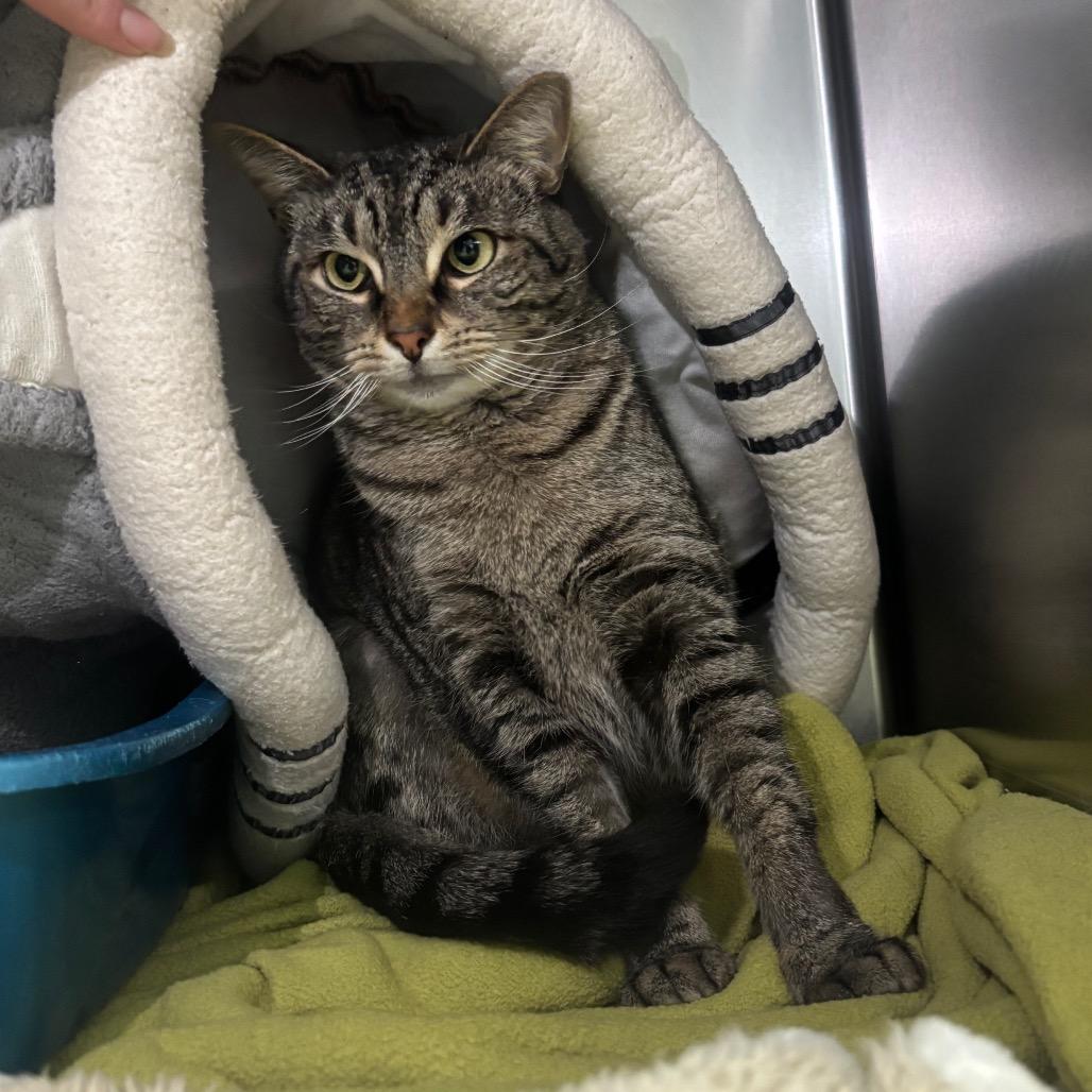 Enlarge Cindy, a Adoptable Domestic Short Hair in Canastota, NY image 1/5