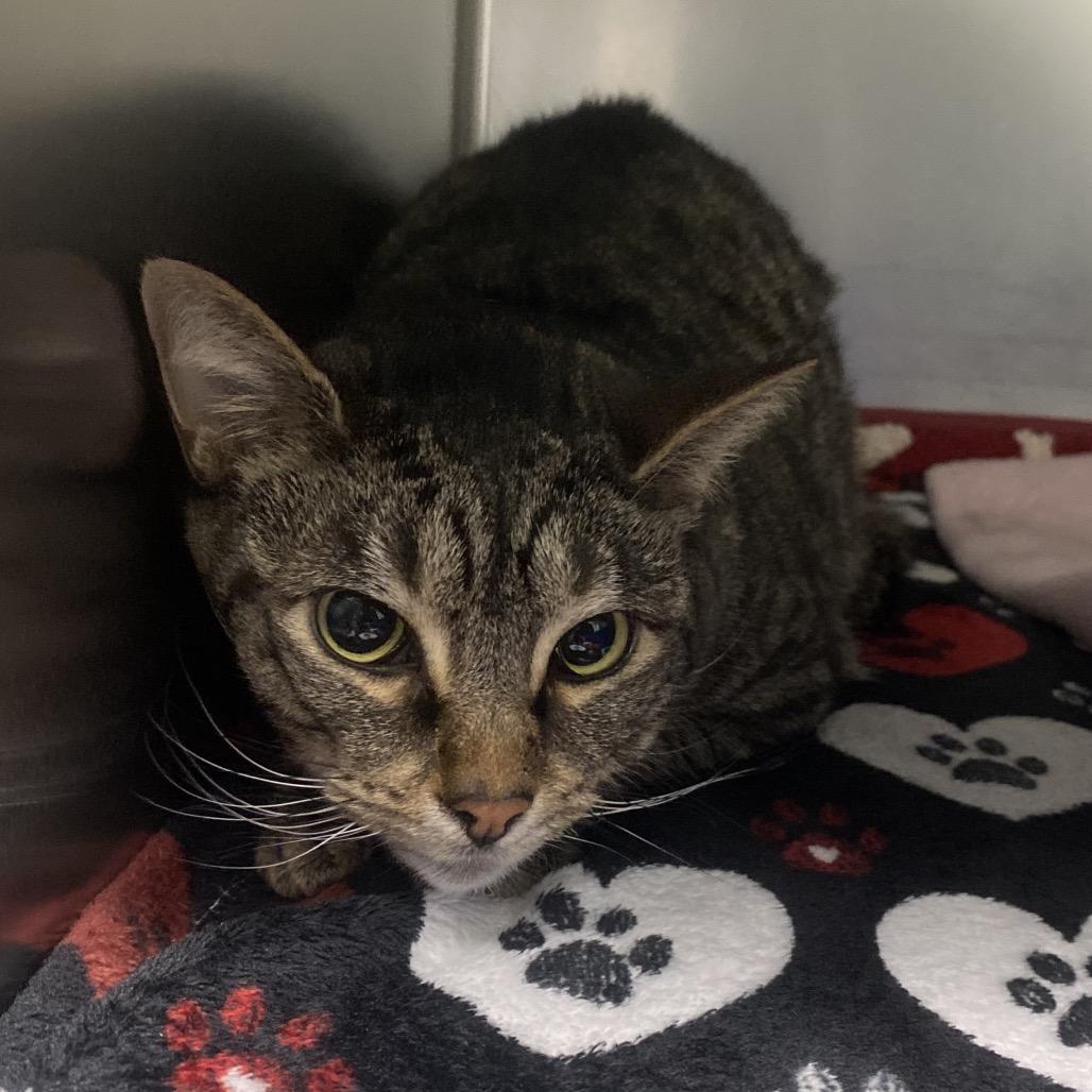 Enlarge Cindy, a Adoptable Domestic Short Hair in Canastota, NY image 1/1